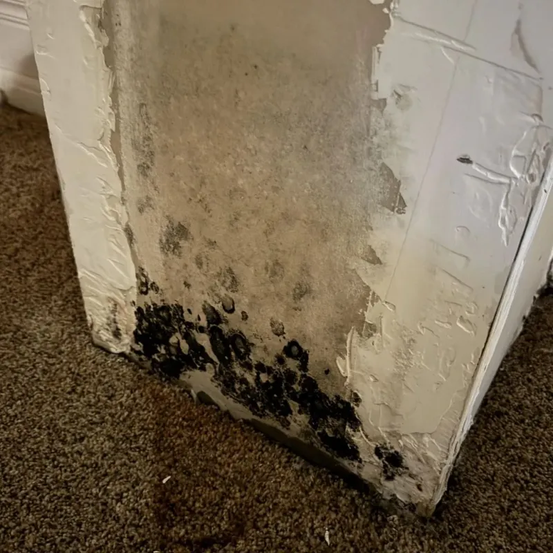 Professional Mold Removal in Bartlett, NE